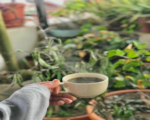 Relaxing morning in Mexico City with coffee and plants